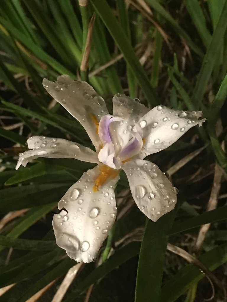 An iris flower at night with raindrops on its petals.